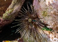 Echinothrix calamaris (Double-Spined Urchin)