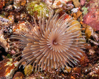 Bispira sp.3 (Bispira sp.3)