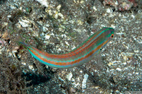 Leptojulis cyanopleura (Shoulderspot Wrasse)