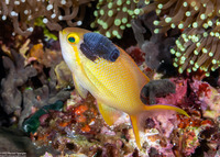 Anilocra sp.1 (Parasitic Isopod)