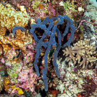Callyspongia biru (Callyspongia Biru)