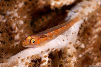 Anilocra sp.1 (Parasitic Isopod)