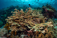 Acropora grandis (Great Staghorn Coral)