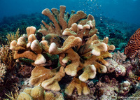 Isopora palifera (Isopora Palifera)