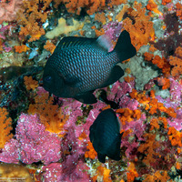 Dascyllus trimaculatus (Threespot Dascyllus)