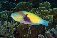 Chlorurus japanensis (Japanese Parrotfish)