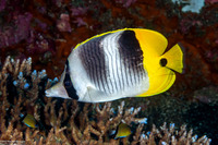 Chaetodon ulietensis (Pacific Double-Saddle Butterflyfish)