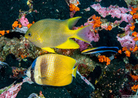Chaetodon kleinii (Blacklip Butterflyfish)