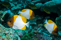 Hemitaurichthys polylepis (Pyramid Butterflyfish)
