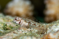 Helcogramma chica (Little Hooded Triplefin)