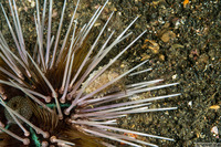 Echinothrix calamaris (Double-Spined Urchin)