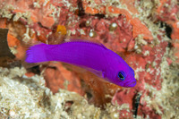 Pictichromis porphyrea (Magenta Dottyback)