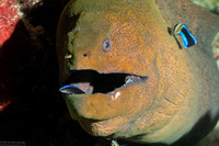 Gymnothorax javanicus (Giant Moray)
