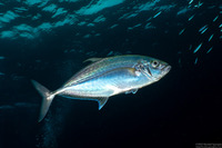 Carangoides plagiotaenia (Barcheek Trevally)