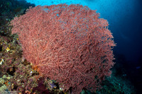 Muricella plectana (Muricella Plectana)