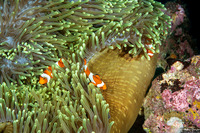 Amphiprion ocellaris (False Clown Anemonefish)
