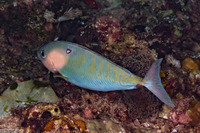 Naso thynnoides (Barred Unicornfish)