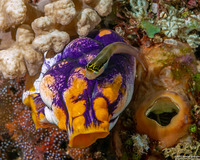 Ecsenius bandanus (Banda Coralblenny)