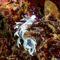 Pteraeolidia semperi (Blue Dragon Nudibranch)