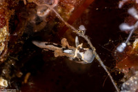 Goniodoridella sp.2 (Goniodoridella sp.2)