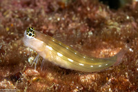 Ecsenius schroederi (Schroeder's Coralblenny)