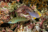 Chrysiptera talboti (Talbot's Damsel)