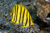 Chaetodon octofasciatus (Eight-Banded Butterflyfish)