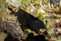 Atrosalarias fuscus (Brown Coralblenny)