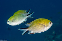 Chromis ternatensis (Ternate Chromis)