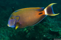 Acanthurus fowleri (Blackspine Surgeonfish)