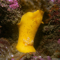 Peltodoris nobilis (Sea Lemon)