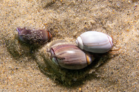 Pagurus granosimanus (Grainyhand Hermit Crab)