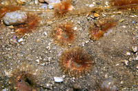 Sabellidae sp.5 (Sabellidae sp.5)
