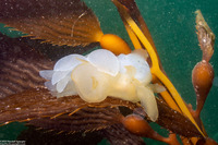 Melibe leonina (Lion's Mane Nudibranch)