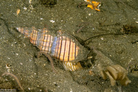 Cancellaria cooperii (Cooper's Nutmeg)