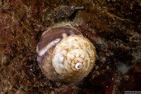 Tegula pulligo (Brown Turban Snail)