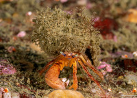 Pagurus retrorsimanus (Pagurus Retrorsimanus)