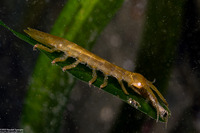 Pentidotea resecata (Kelp Isopod)