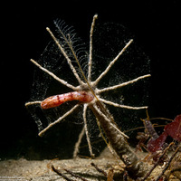 Praxillura maculata (Windmill Worm)