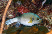 Arothron nigropunctatus (Blackspotted Puffer)