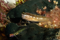 Ecsenius schroederi (Schroeder's Coralblenny)