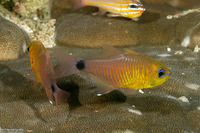 Ostorhinchus fleurieu (Flower Cardinalfish)