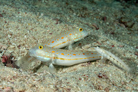 Parapercis lineopunctata (Nosestripe Sandperch)