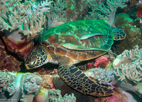 Echeneis naucrates (Sharksucker)