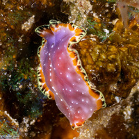 Pseudoceros sp.8 (Pseudoceros sp.8)