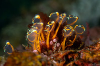 Clavelina detorta (Clavelina Detorta)