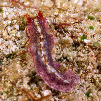 Pseudoceros sp.7 (Pseudoceros sp.7)