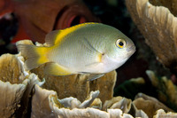 Pomacentrus lepidogenys (Scaly Damsel)
