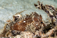 Paracentropogon longispinis (Longspine Waspfish)