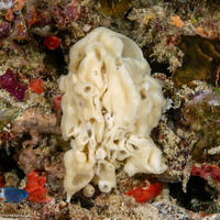 Leucetta sp.1 (Leucetta sp.1)